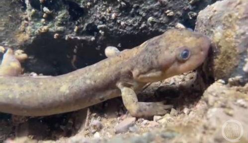 娃娃鱼视频,视频揭秘其生活习性