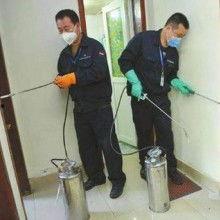 灭老鼠视频,高效灭鼠技巧，轻松告别鼠患