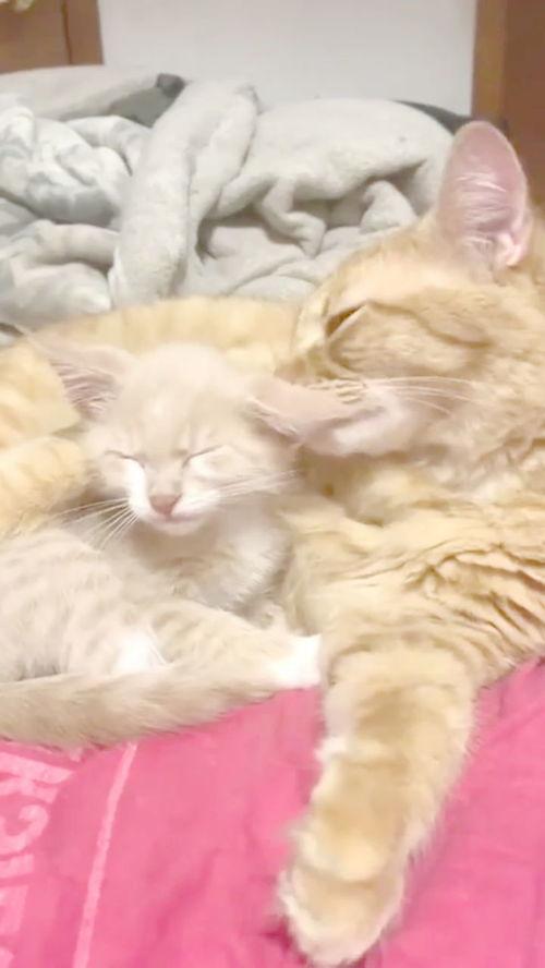 别舔了受不了视频,揭秘网络短视频的诱惑与危害