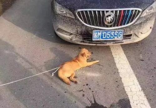 狗车祸视频,狗狗遭遇车祸，网友紧急救援