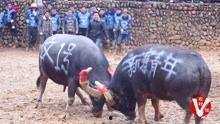贵州斗牛视频